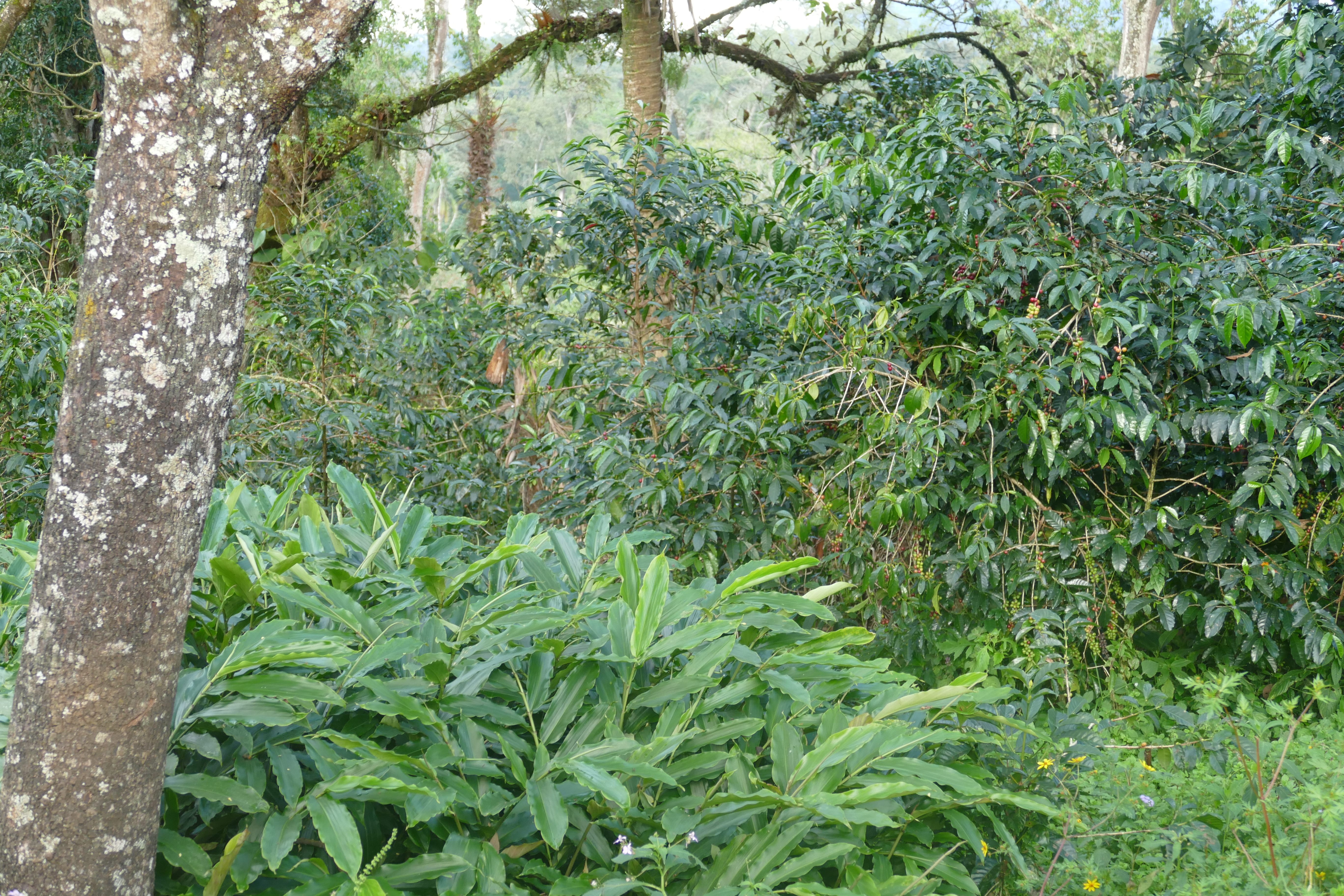 Ethiopia Forest