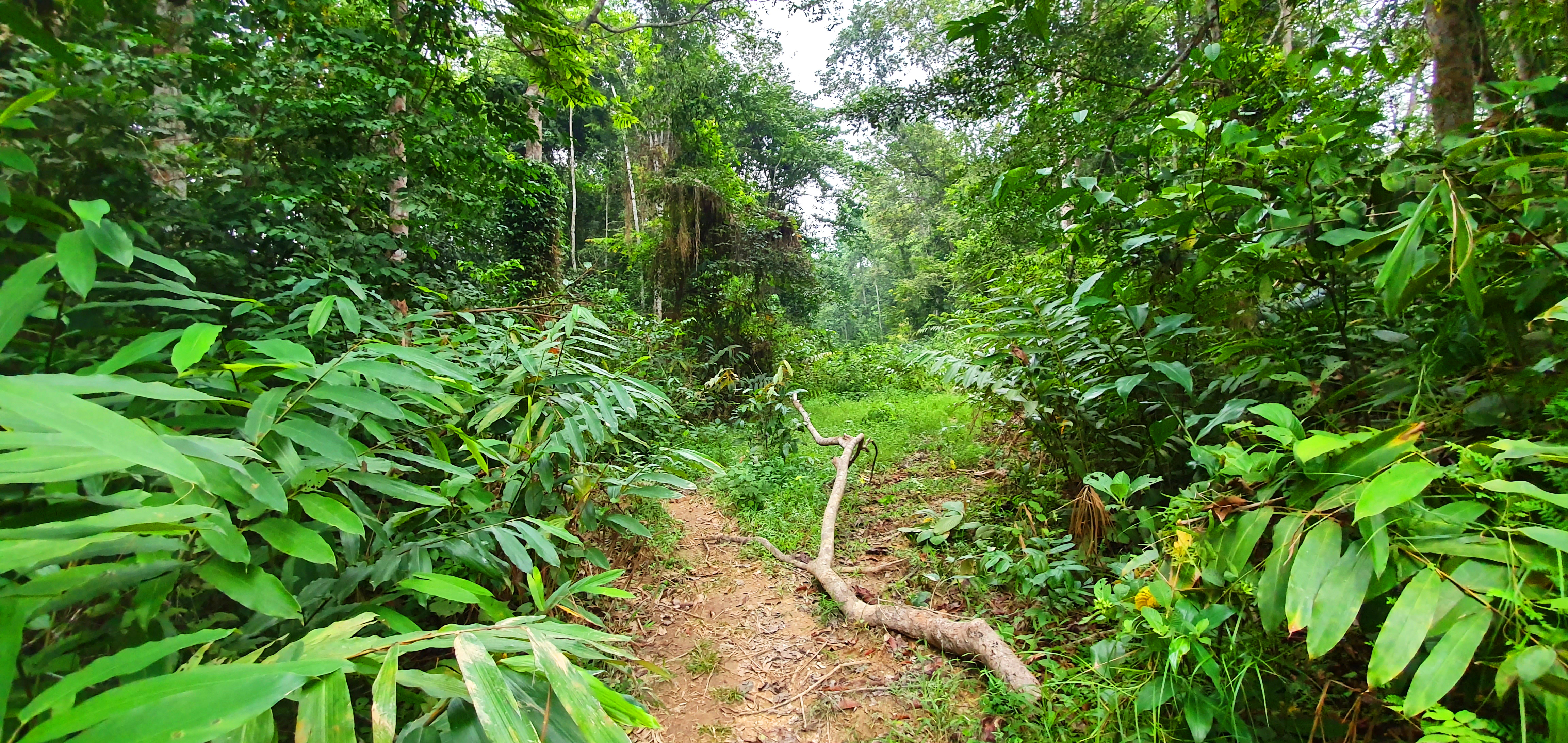 greenery in Gabon rainforest