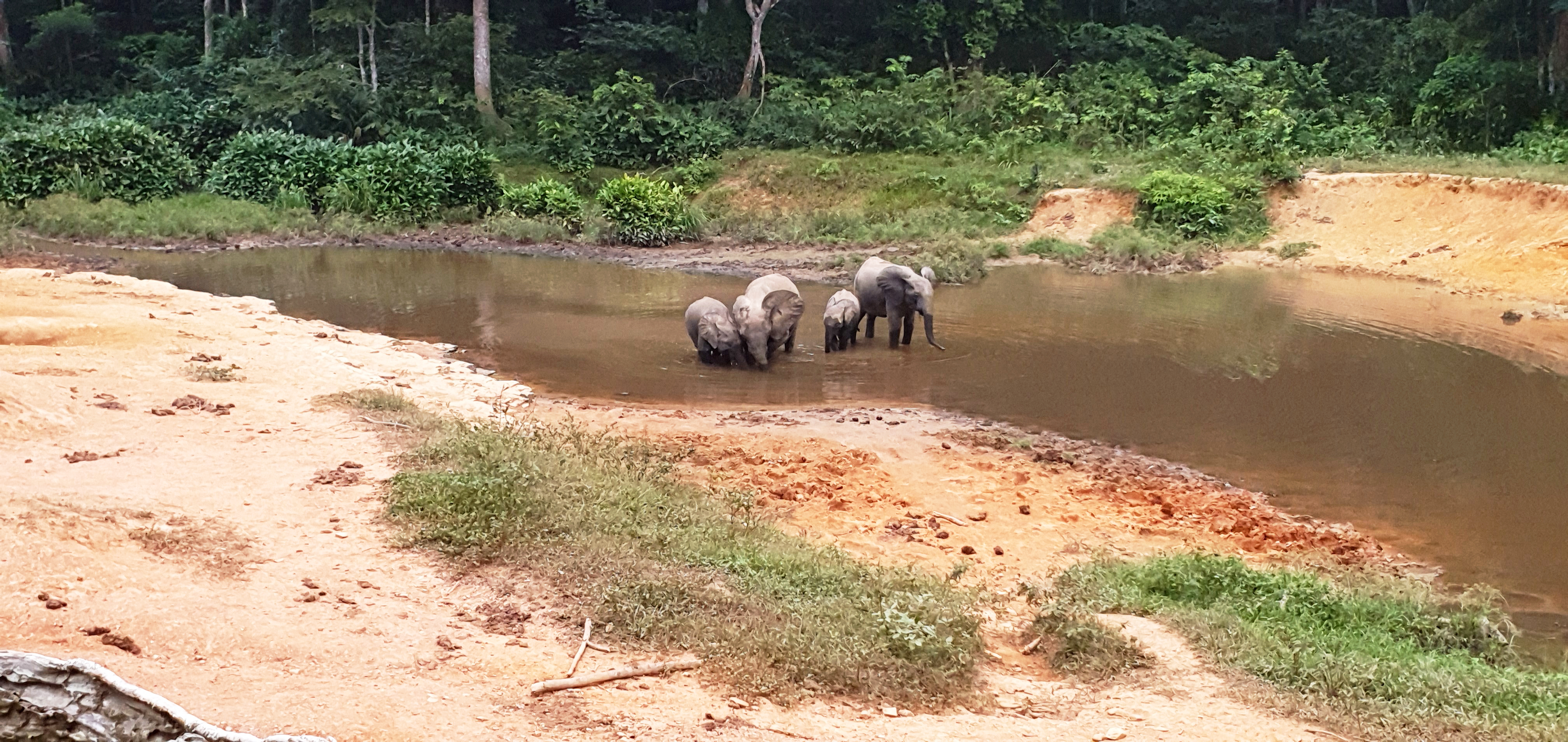 small group of elephants stand in river surrounded by forest in Gabon