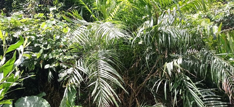 Rattan in Vietnam