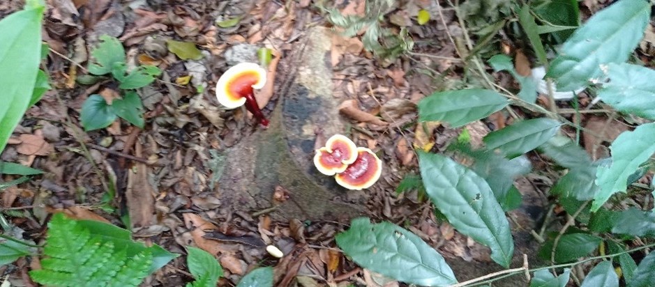 Mushrooms in Vietnam