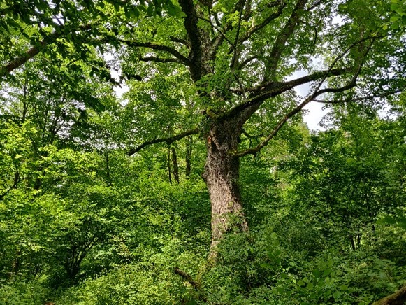 Poland forest