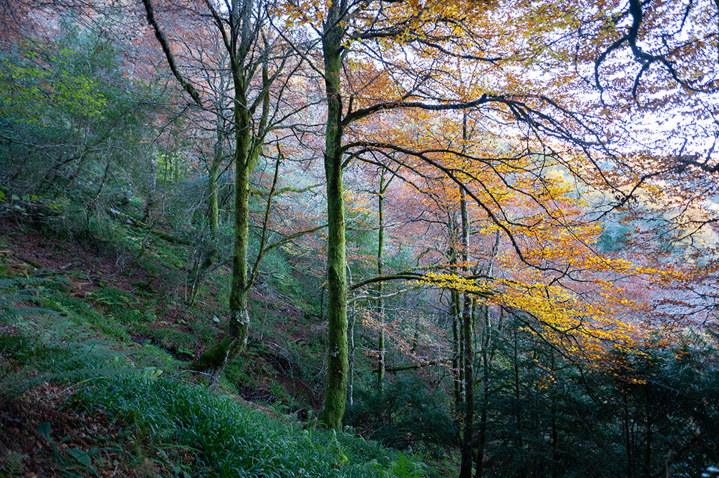 Autumnal forest in Galicia, Spain