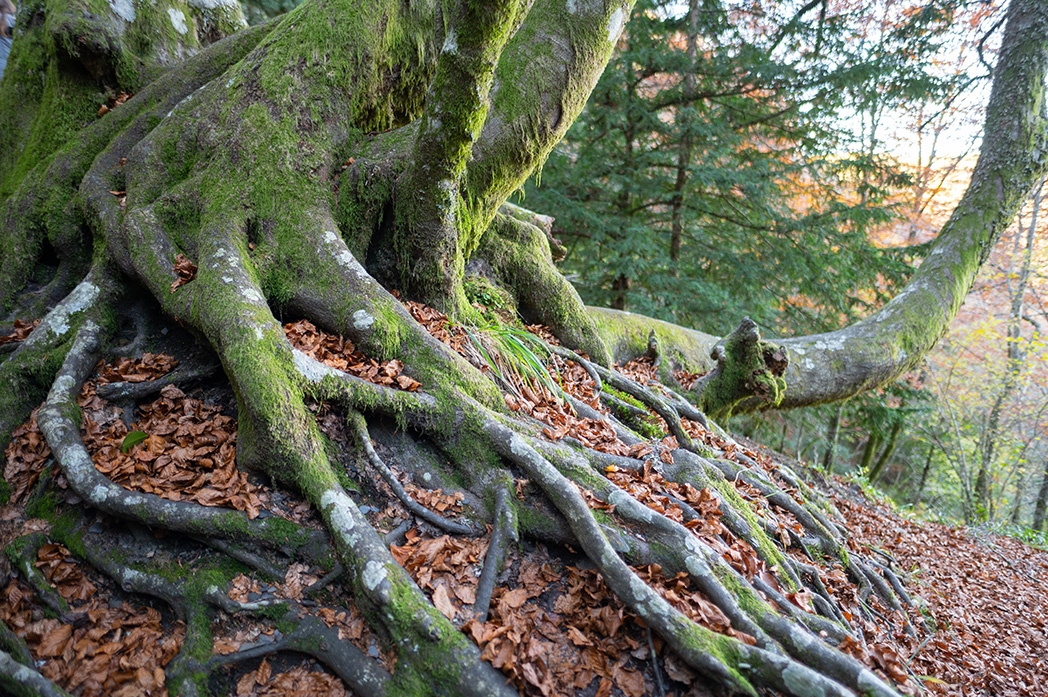 Tree roots with moss and fallen leaves