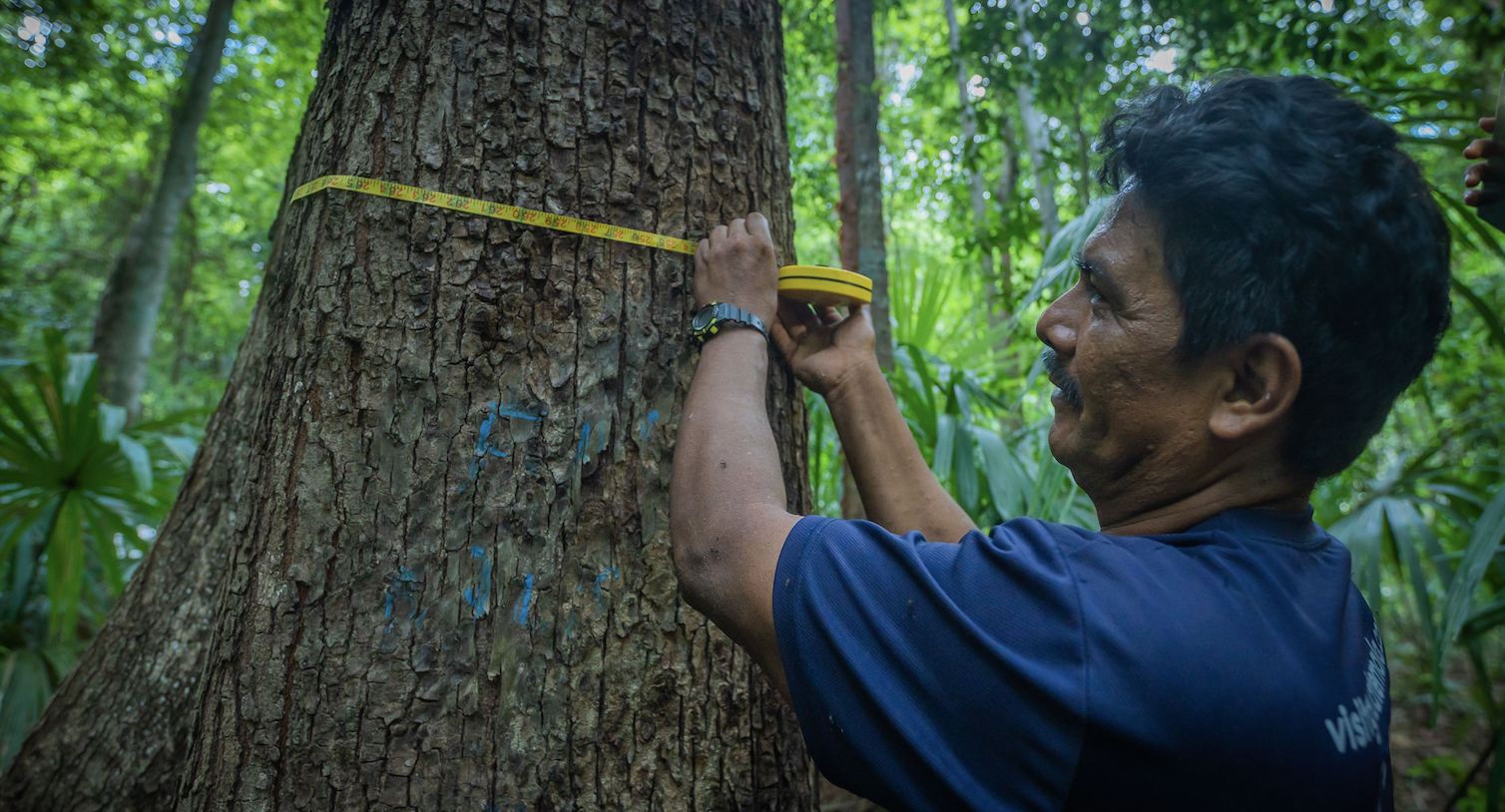 man measuring tree circumference