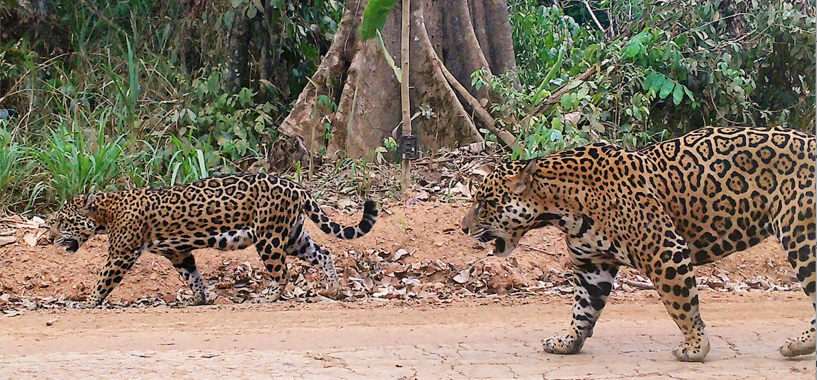 two jaguars walk along logging road in Madre de Dios forest