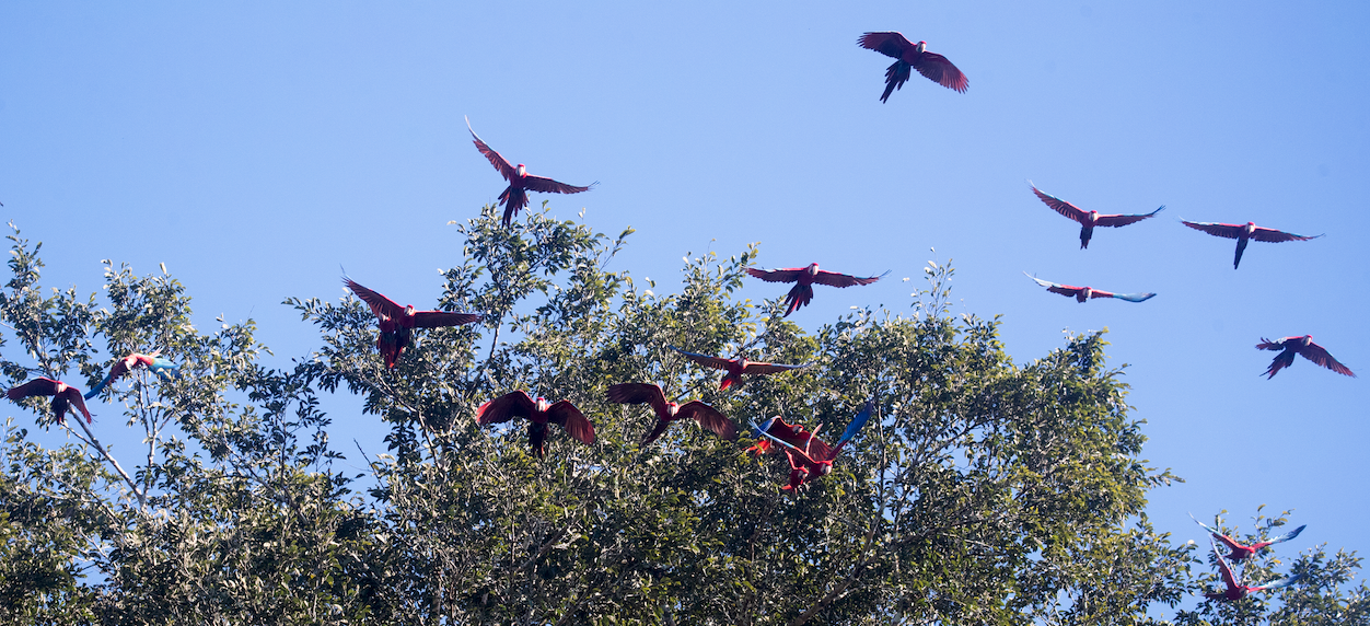 flock of macaws taking flight into sky with trees in background