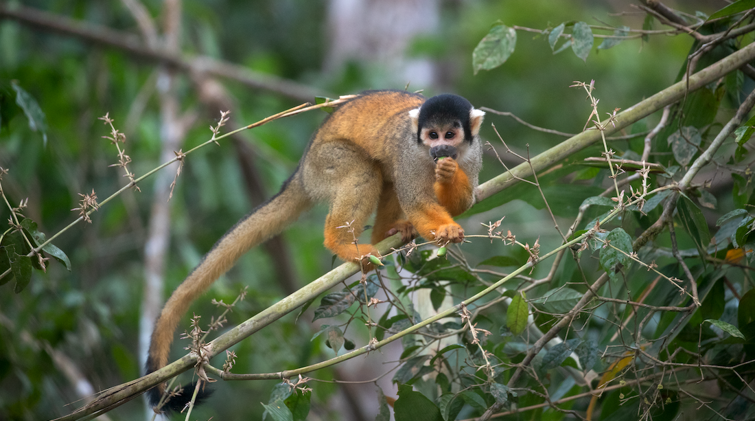 little monkey on tree branch eatin somethin
