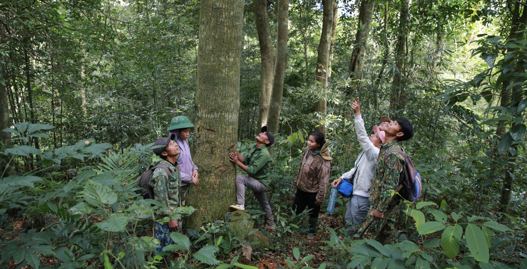 Vietnam community foresters within forest observing tall tree