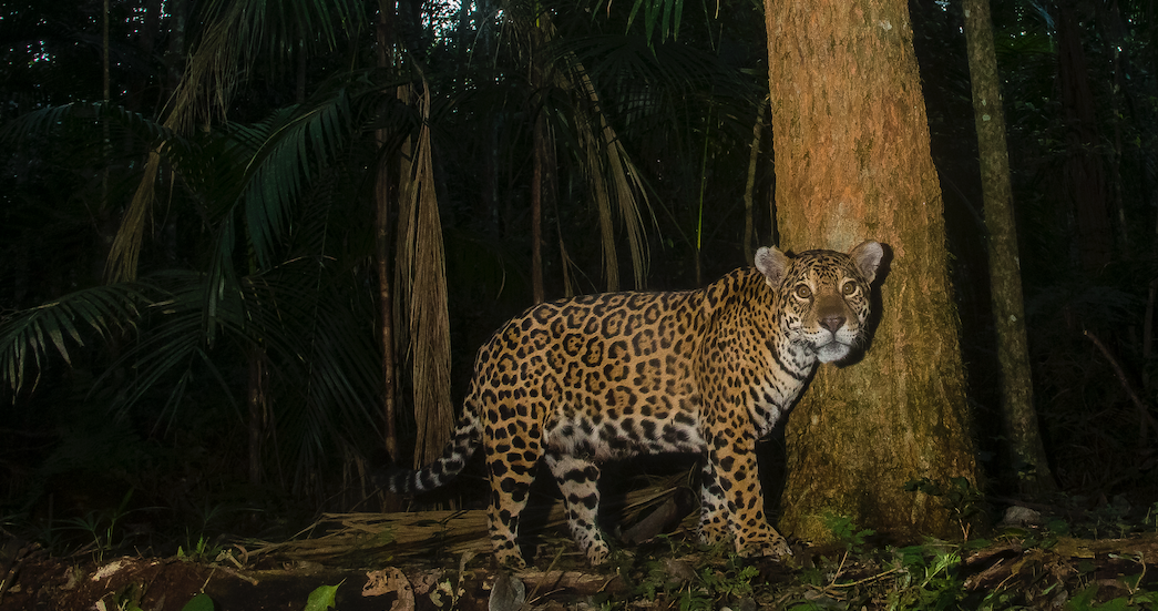 jaguar caught on a camera trap in midnight forest in Argentina