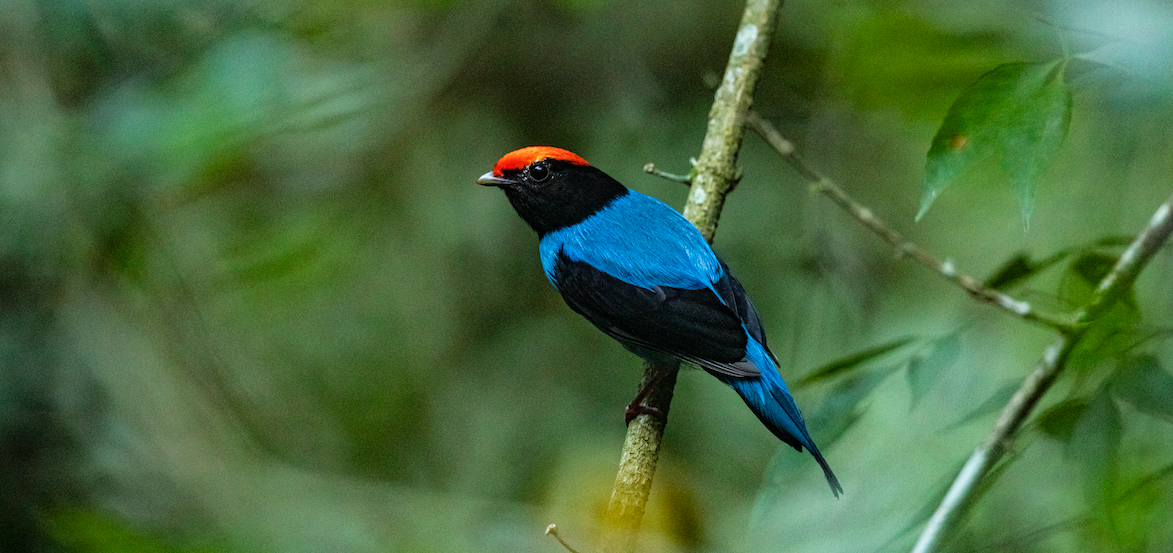 black and blue bird with little red cap perches on branch