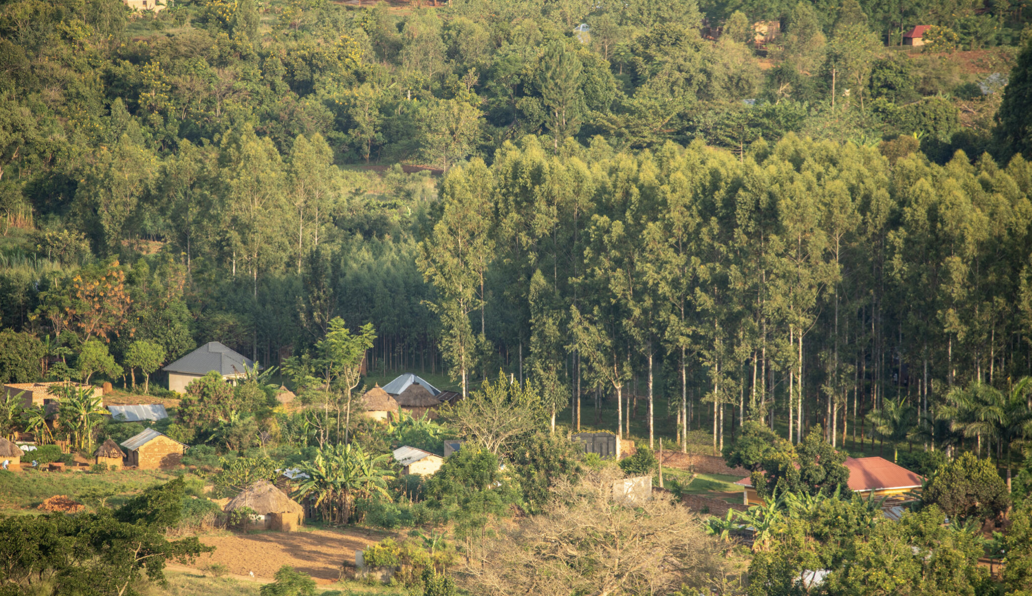 image of West Bugwe Forest Central reserve and community in Uganda = trees and some small houses