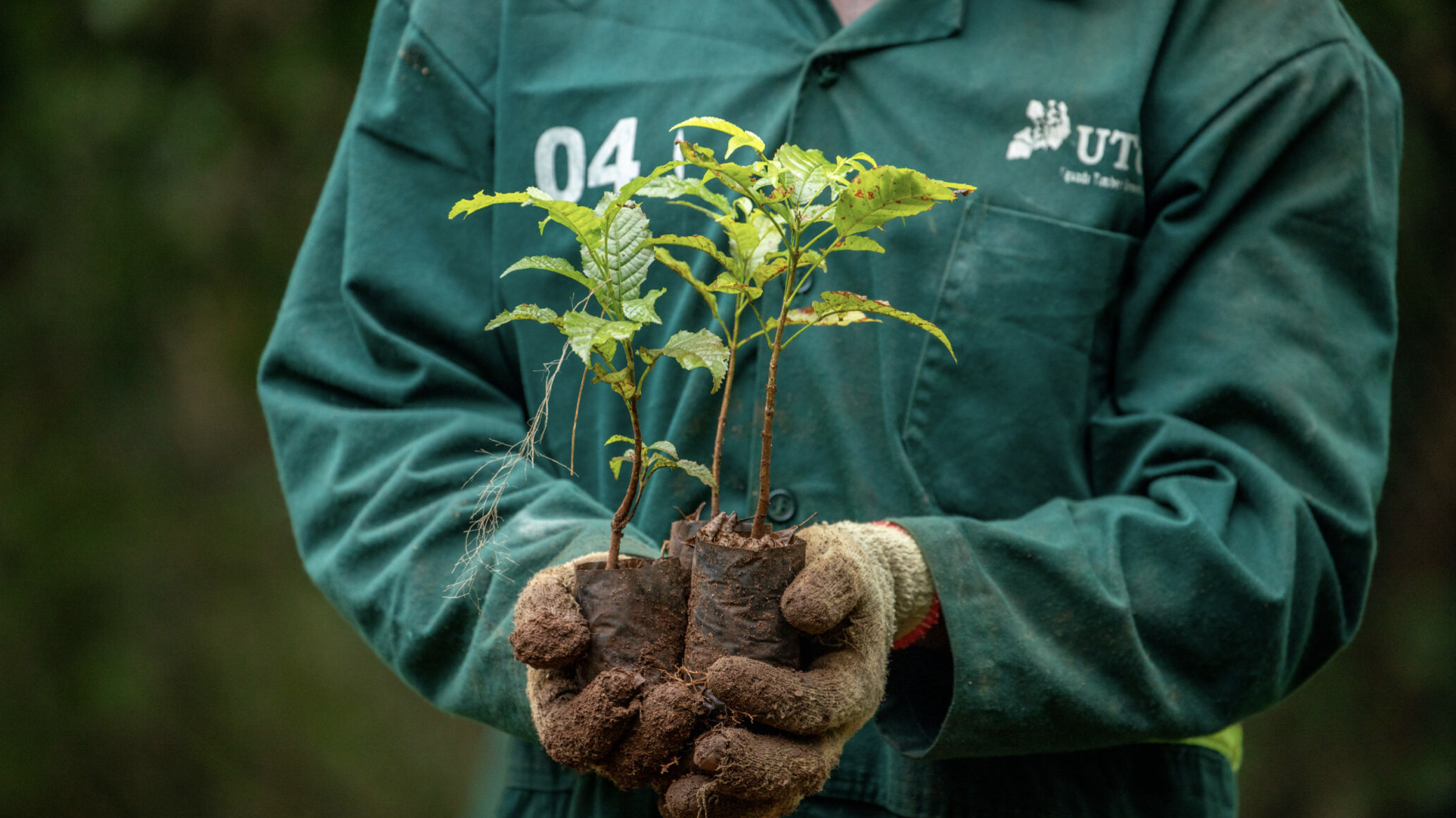Ugandan man holds sapling in garden-gloved hands