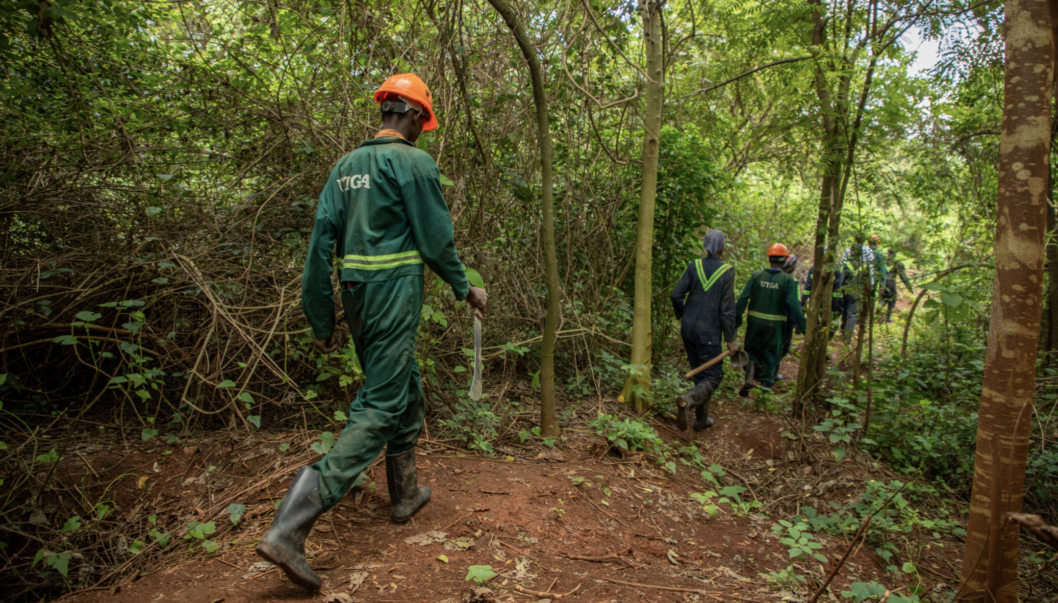 foresters walk through forest in Uganda