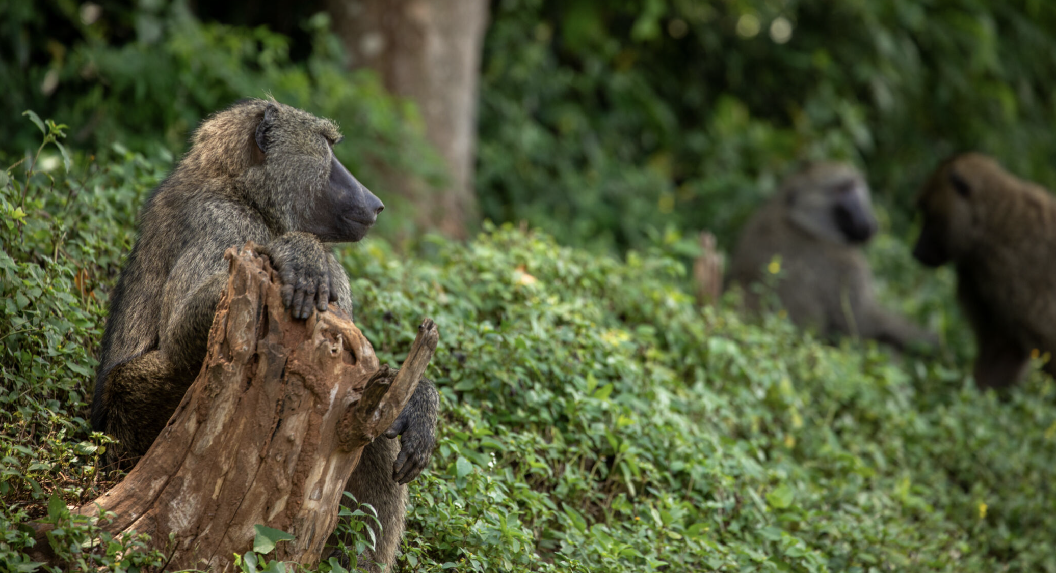 primates in Ugandan forest - three of em