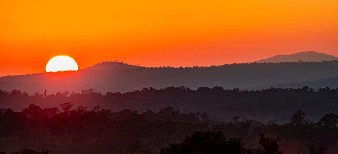 Argentinian forest at sunset