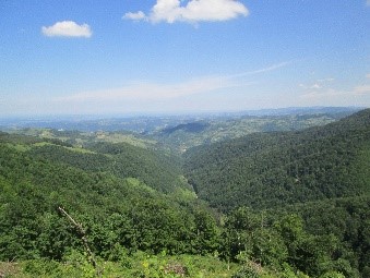 Serbian forest