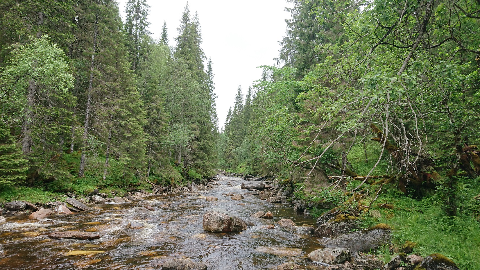 river and forest in norway
