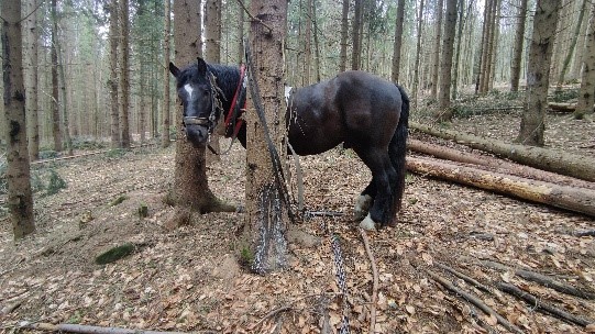 Slovakia horse