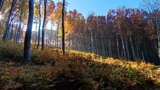Slovakia forest