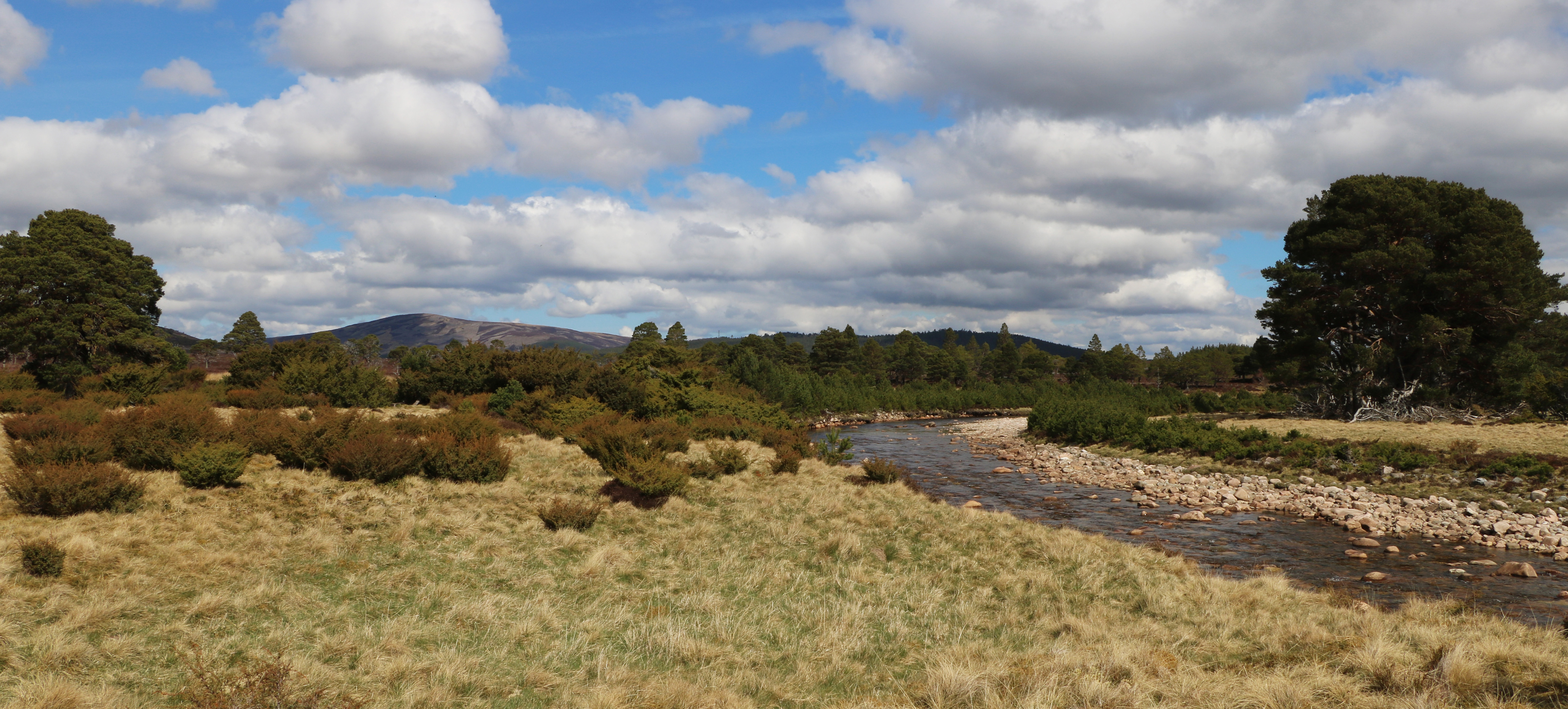 River running through Scottish forest with sunny cloud filled sky