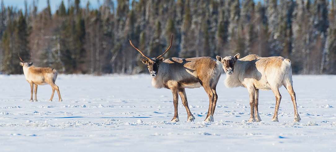 three caribou walking across snowy landscape