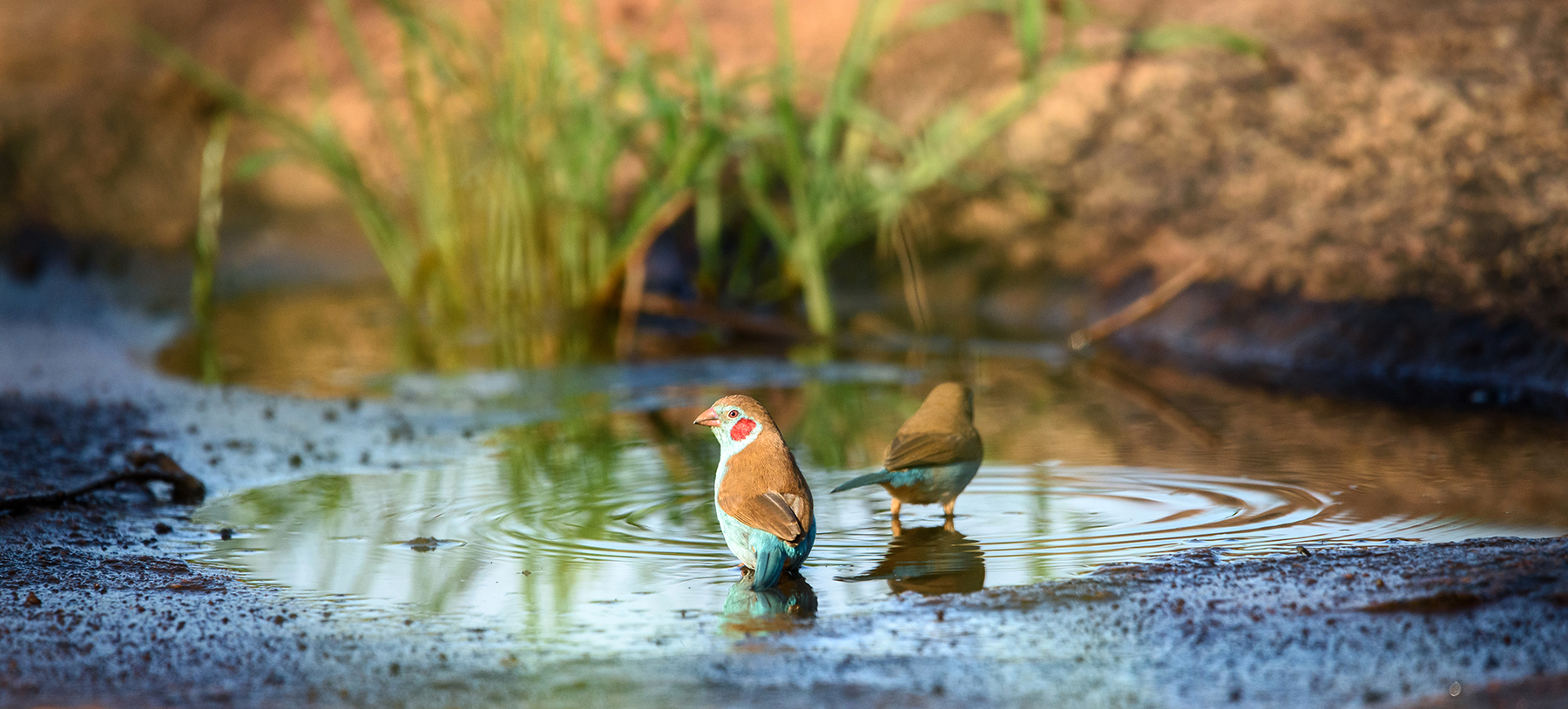 Two little red-cheeked birds bathing in a puddle like little guys