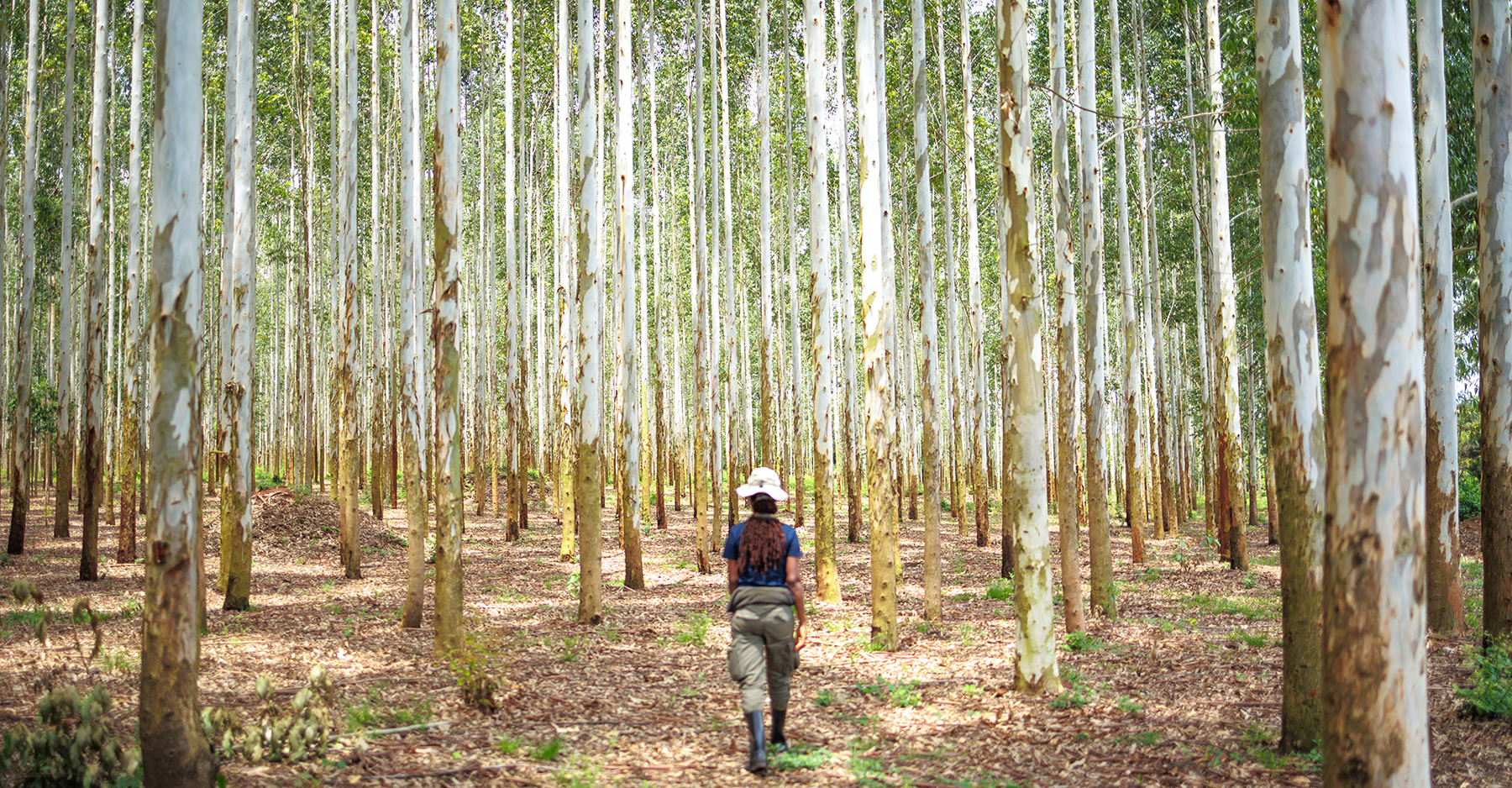 Abia walks through eucalyptus plantation forest in Ugansa
