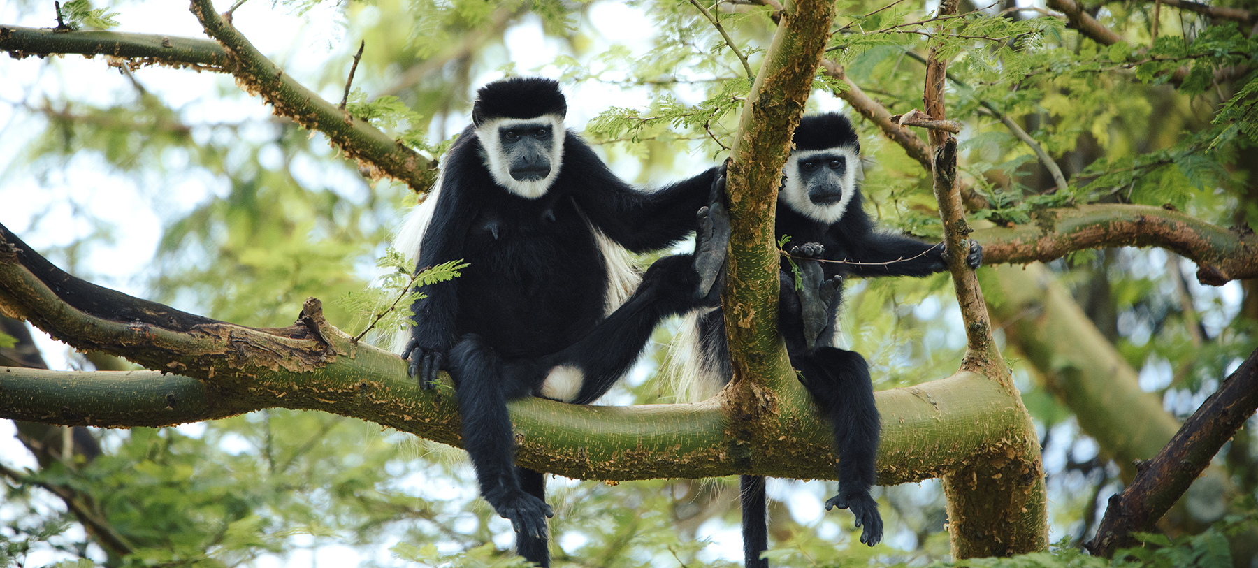 Colobus monkeys sittin in a tree