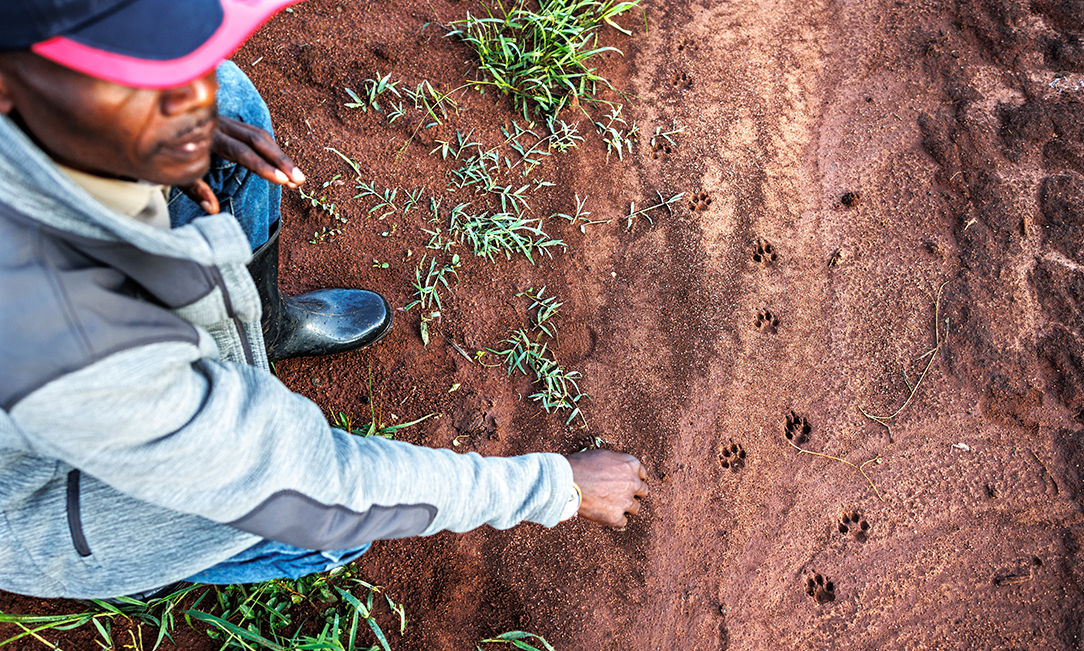 Man crouches next to golden cat paw prints in red dirt
