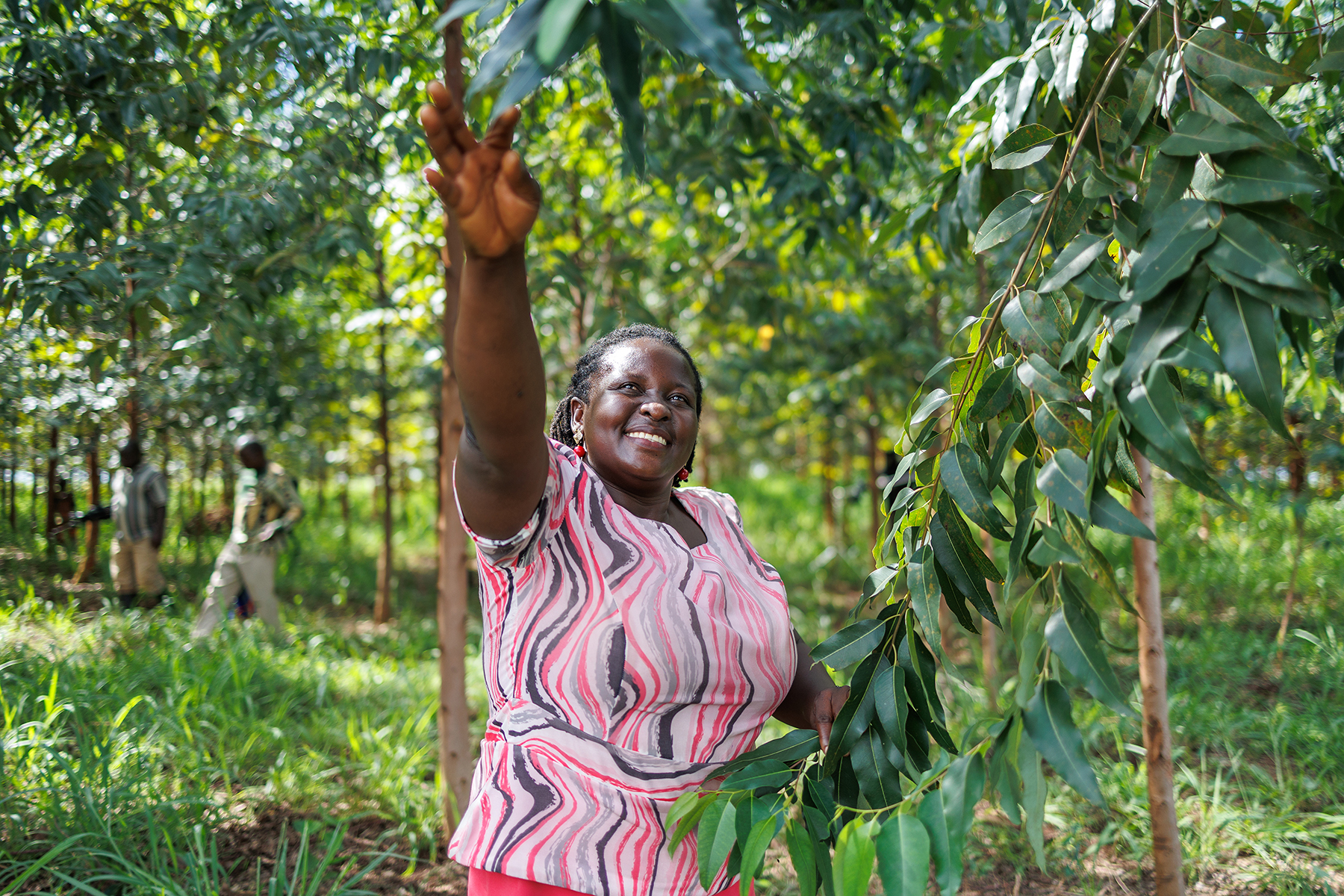 Community member in Uganda reaching for leaves of tree