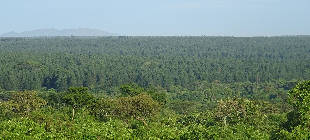 Overhead view of forest of Kikonda Central Forest Reserve in Uganda