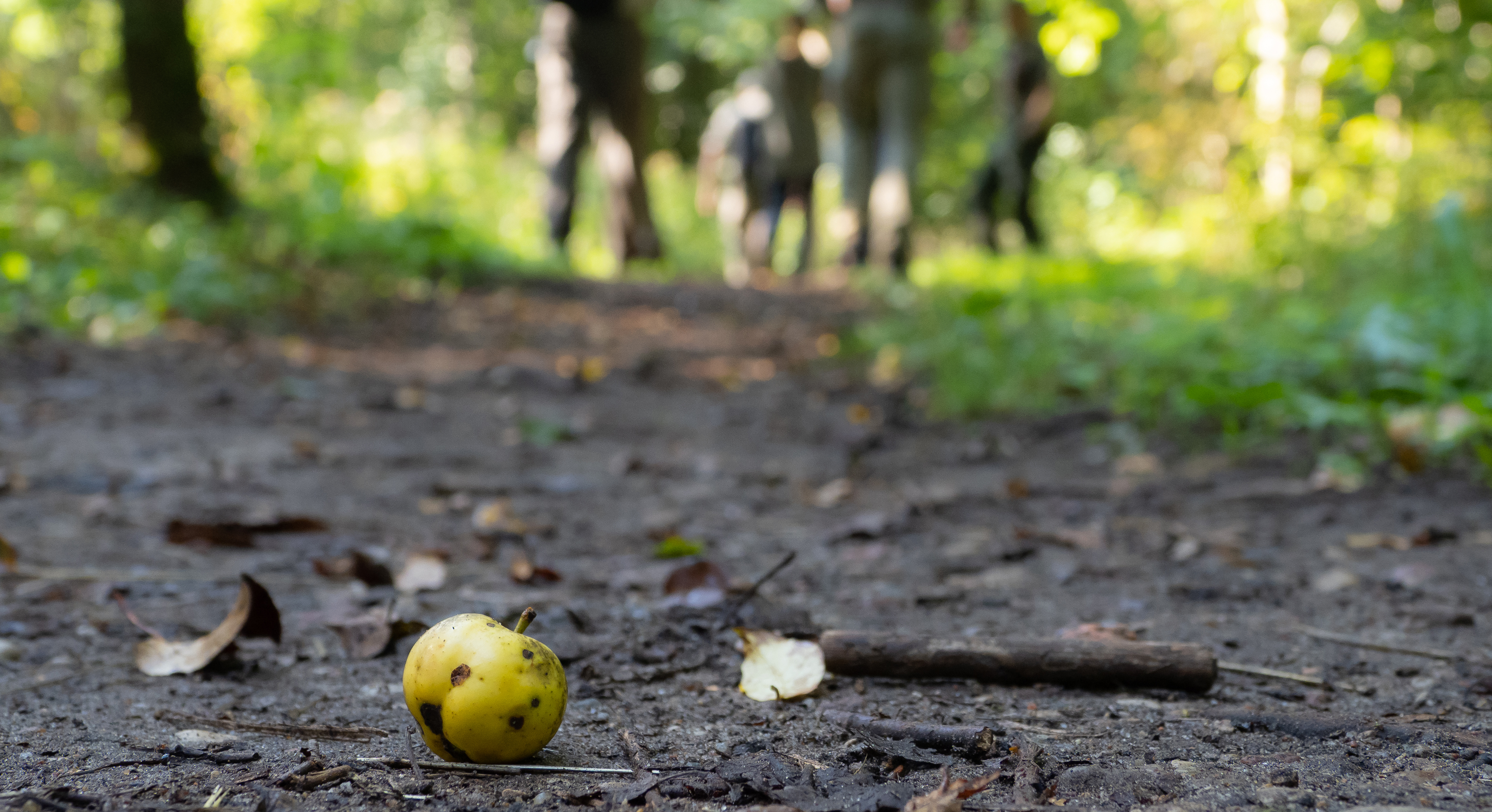 Wild yellow apple on a dirt road