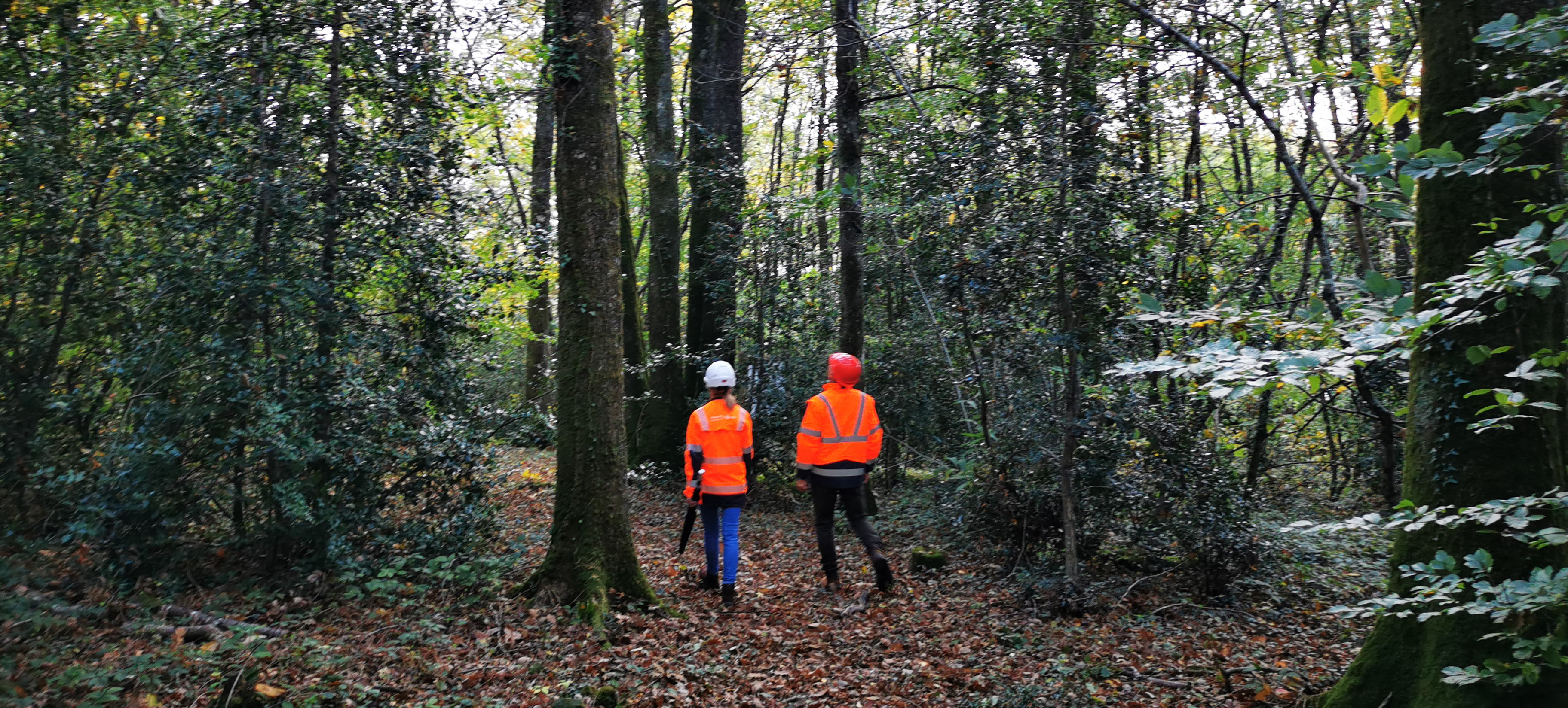 two forest workers in forest in France