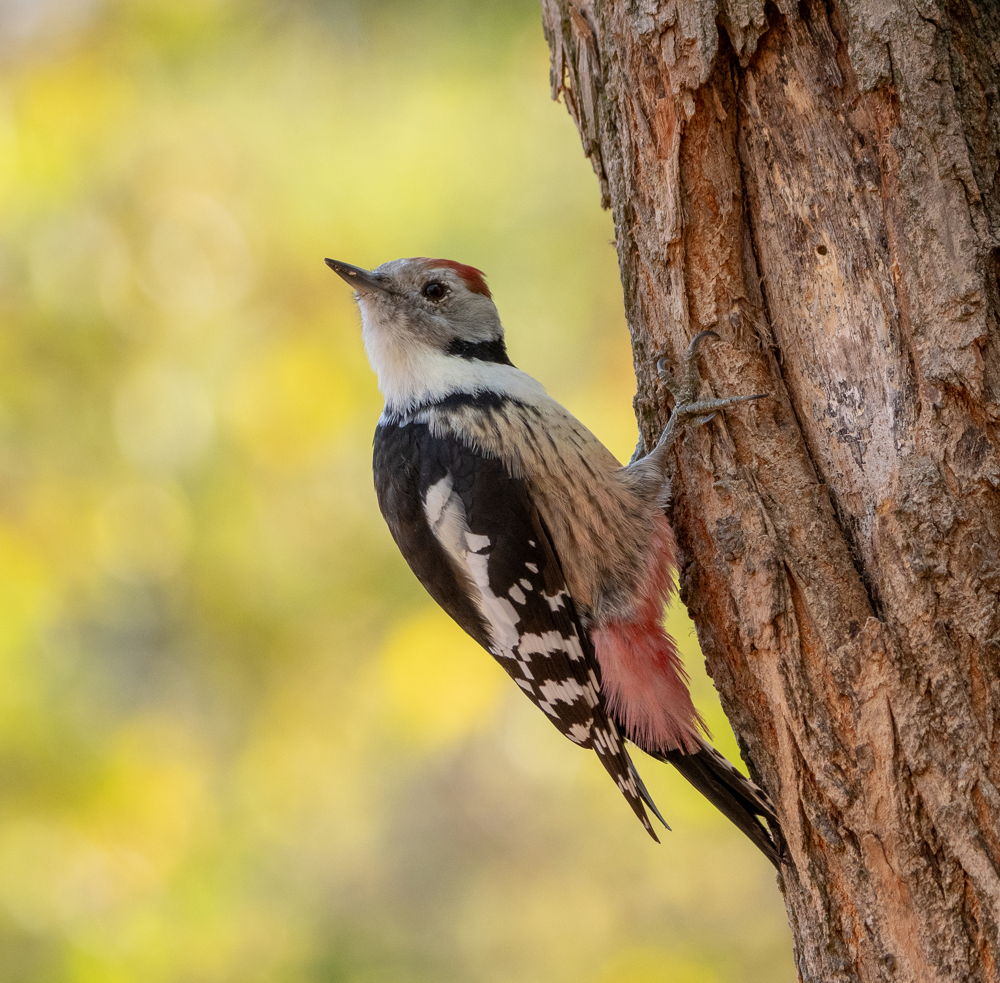 Bird Forest Bulgaria