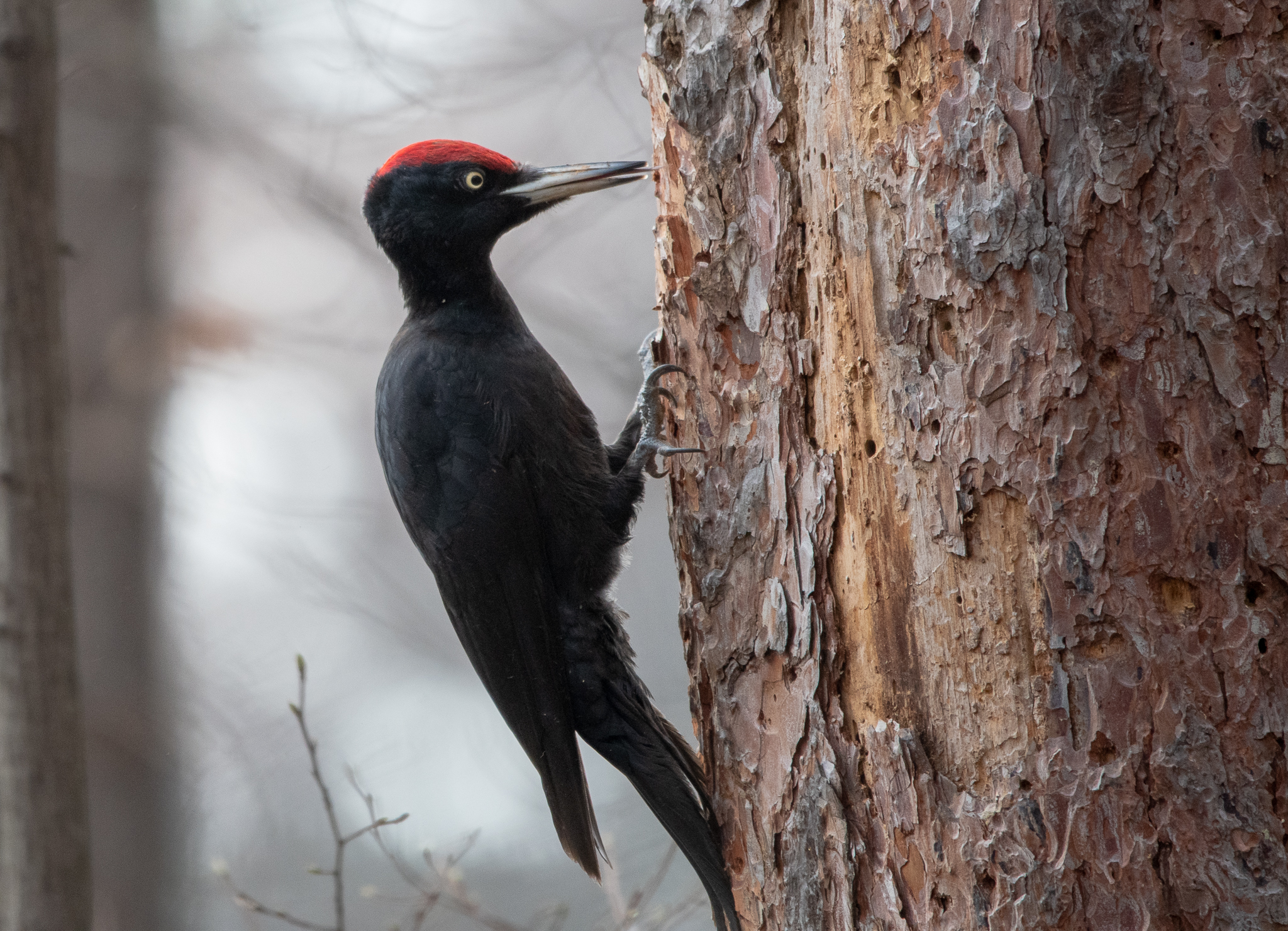 Bird Forest Bulgaria