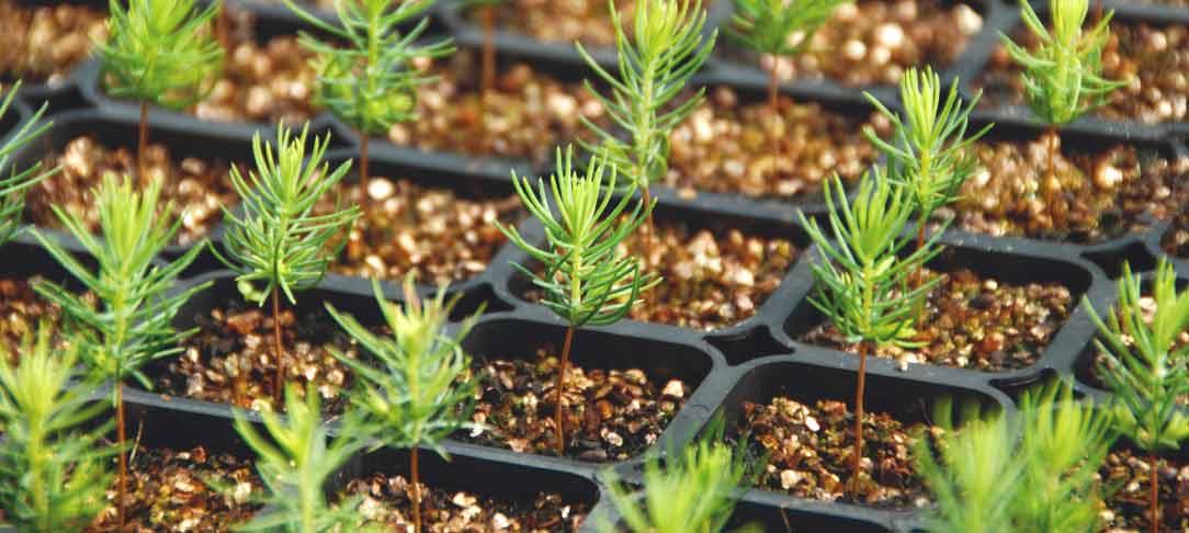 Pine seedlings in soil