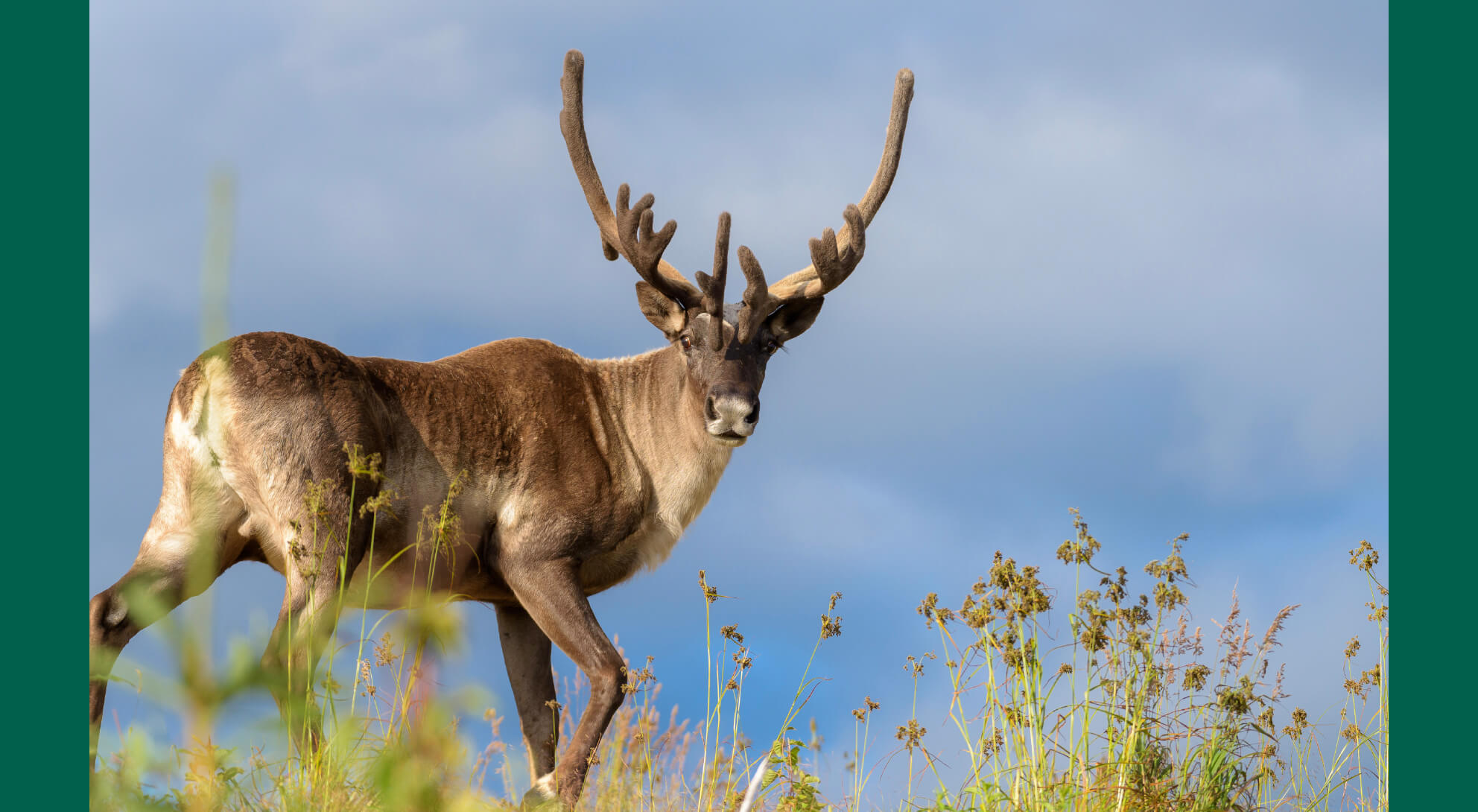 A wild deer is shown moving through a field of flowers outside, alluding to the topic of deforestation.