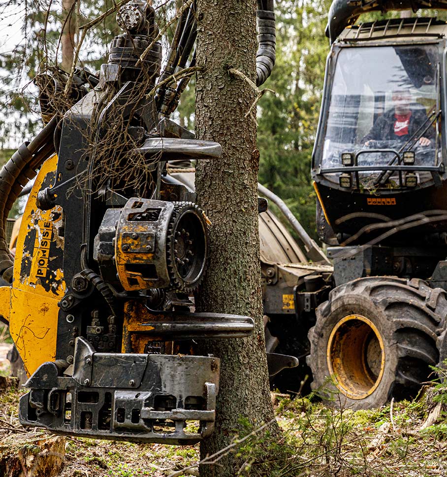 Machinery cuts a tree down from its trunk.