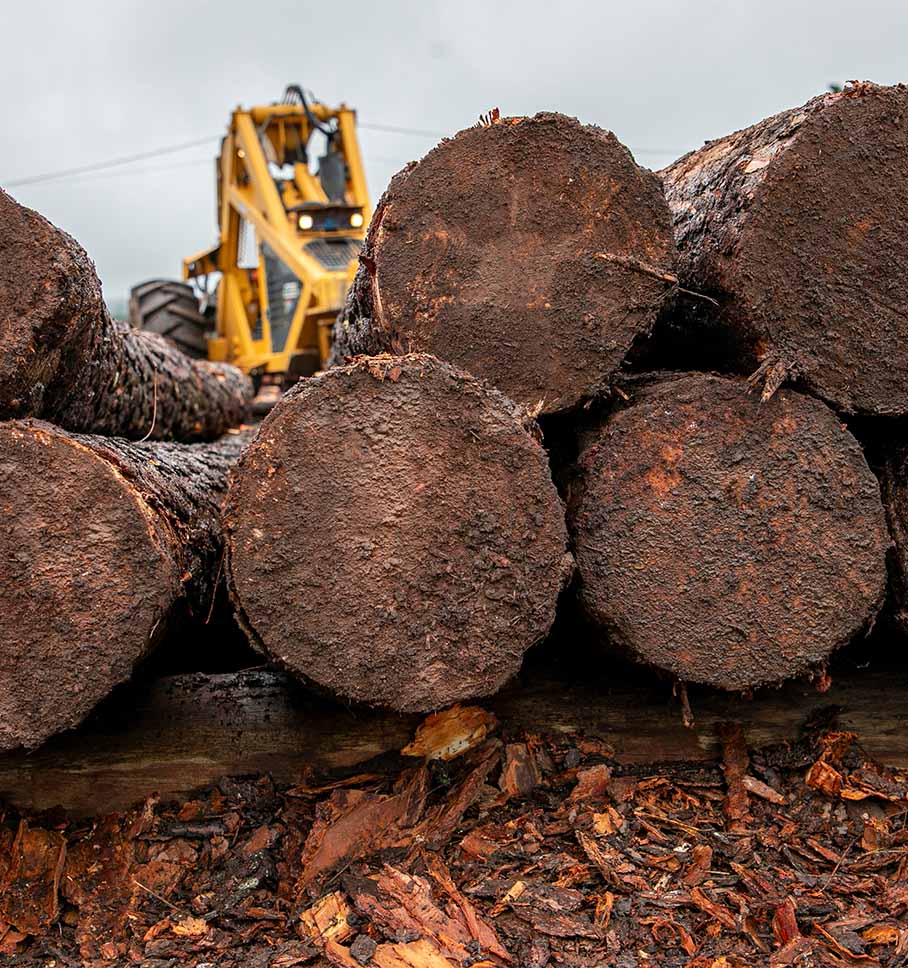 Large downed trees sit stacked while someone operates heavy machinery for deforestation in the background.
