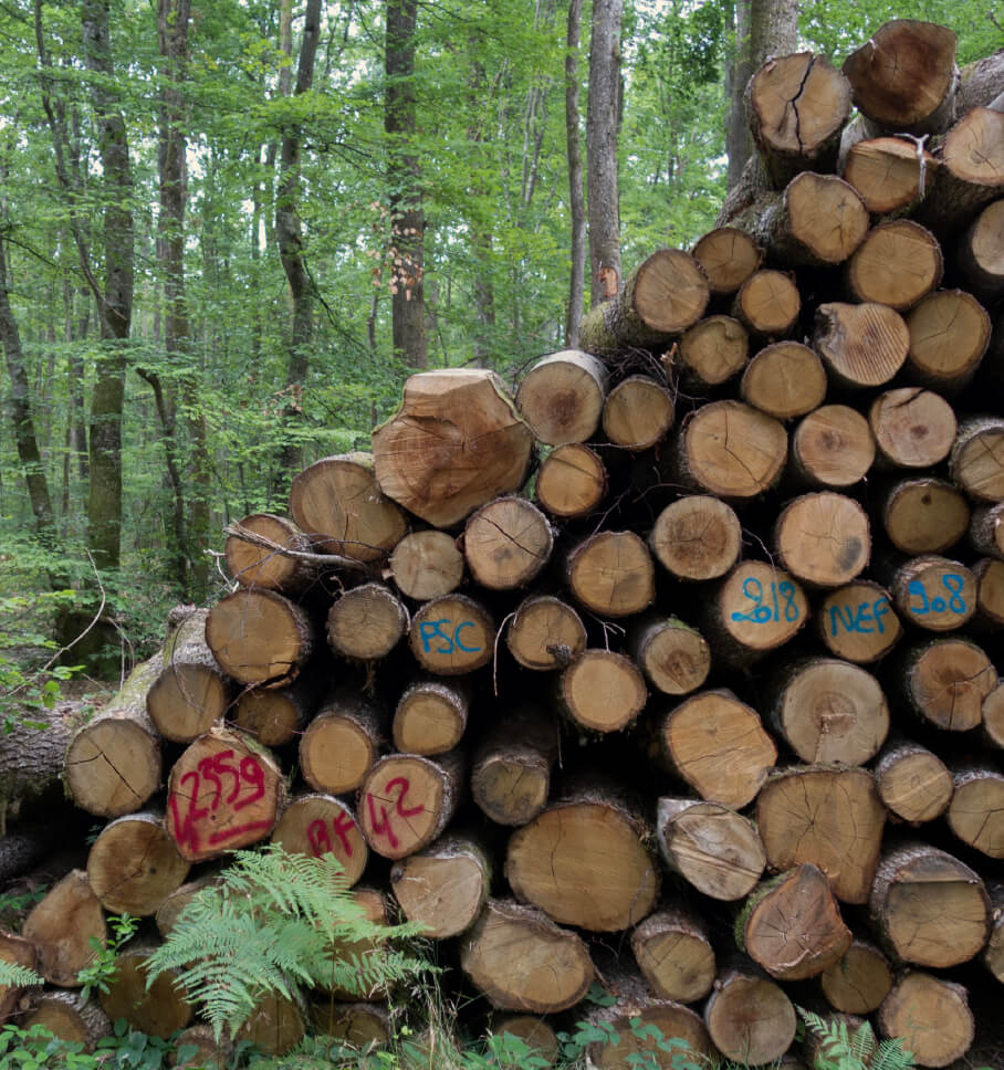 A pile of tree logs is shown sitting in a forest, alluding to the topic of deforestation.