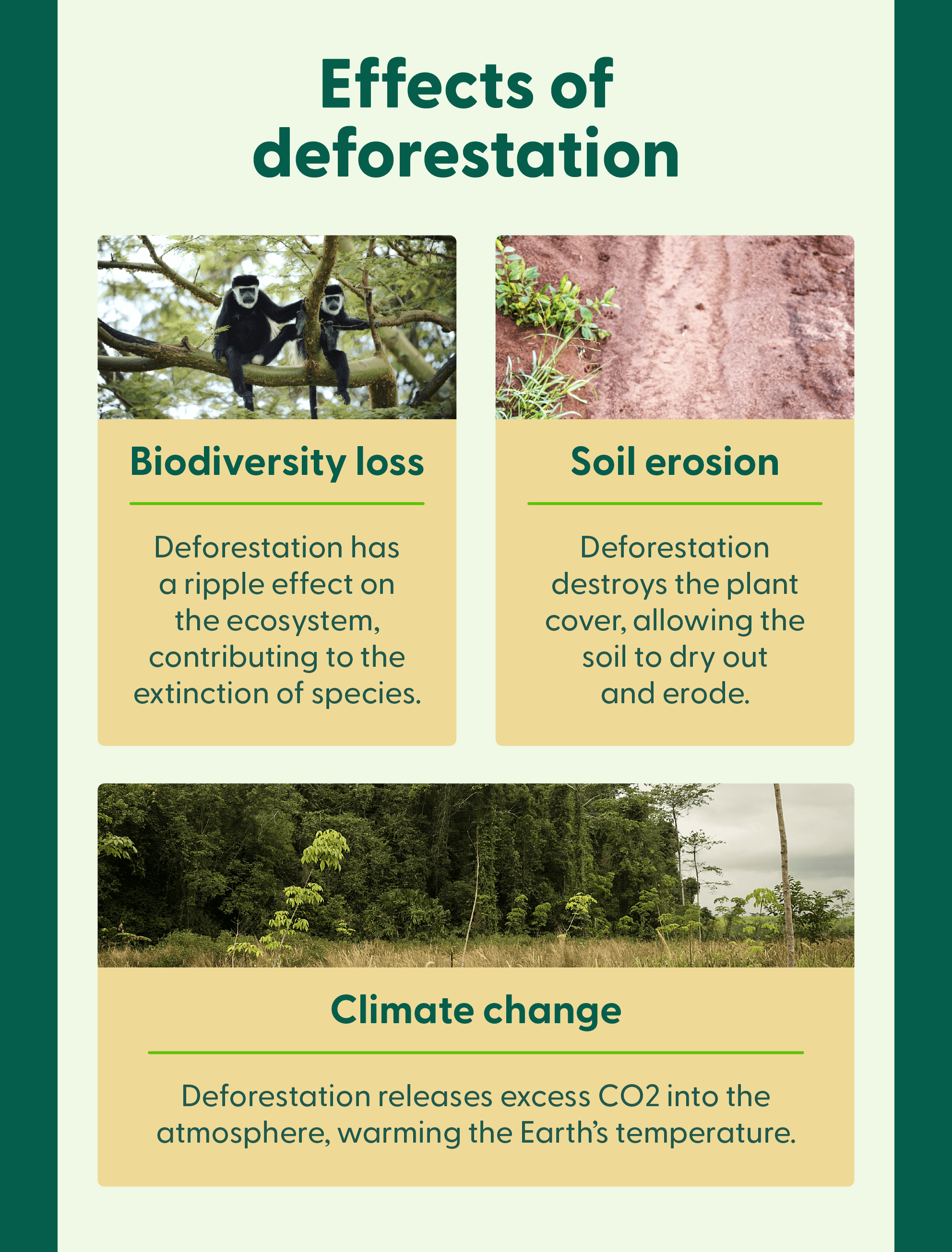 Three photos accompany a list of three effects of deforestation, such as biodiversity loss and climate change. 