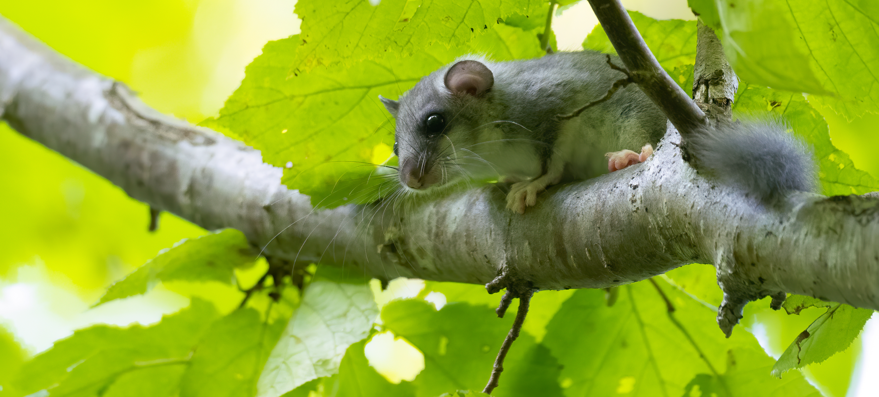 Fat dormouse on a branch
