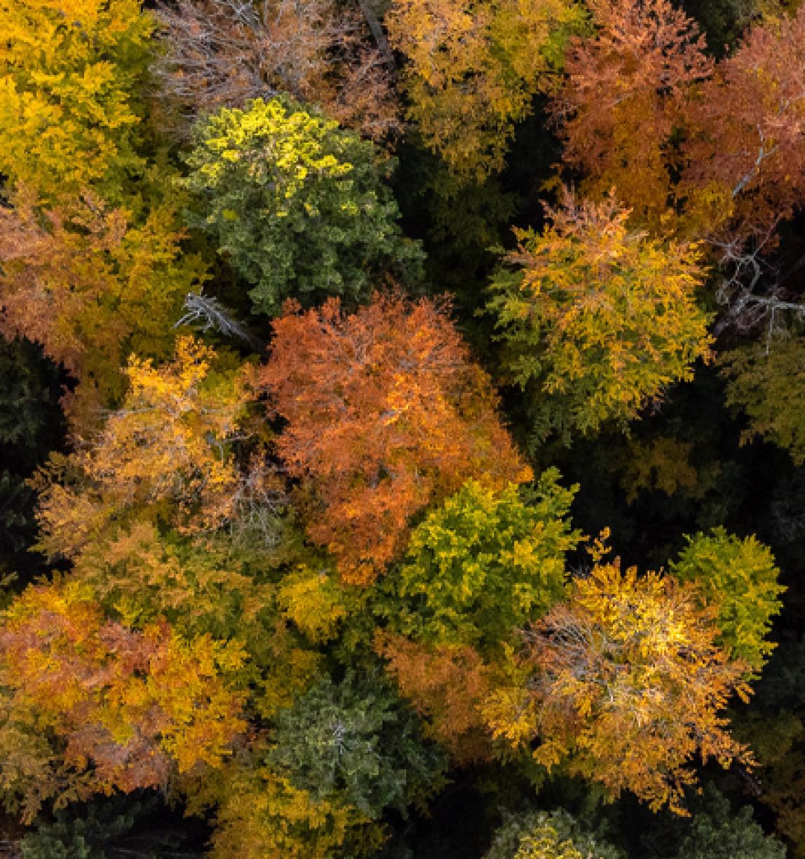 An ariel view of forest trees