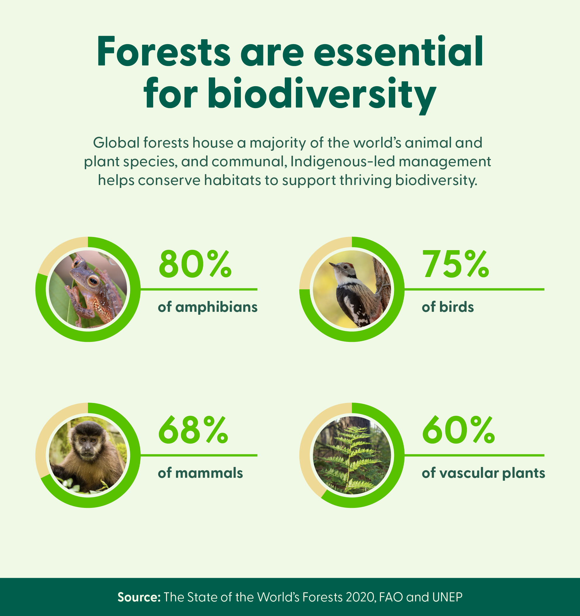 Doughnut charts show the percentage of birds, amphibians, mammals, and vascular plants housed in global forests, visualizing their importance for biodiversity.