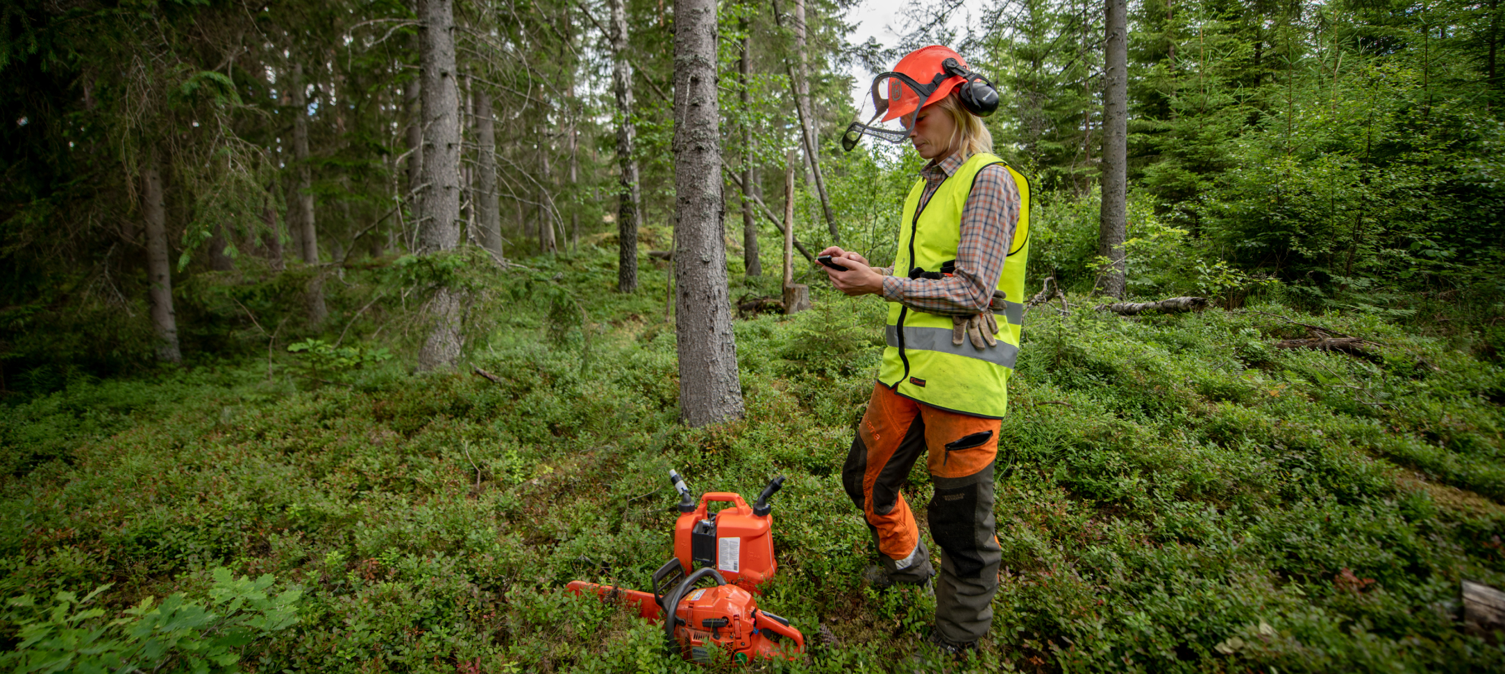 How the FSC System Works  Forest Stewardship Council