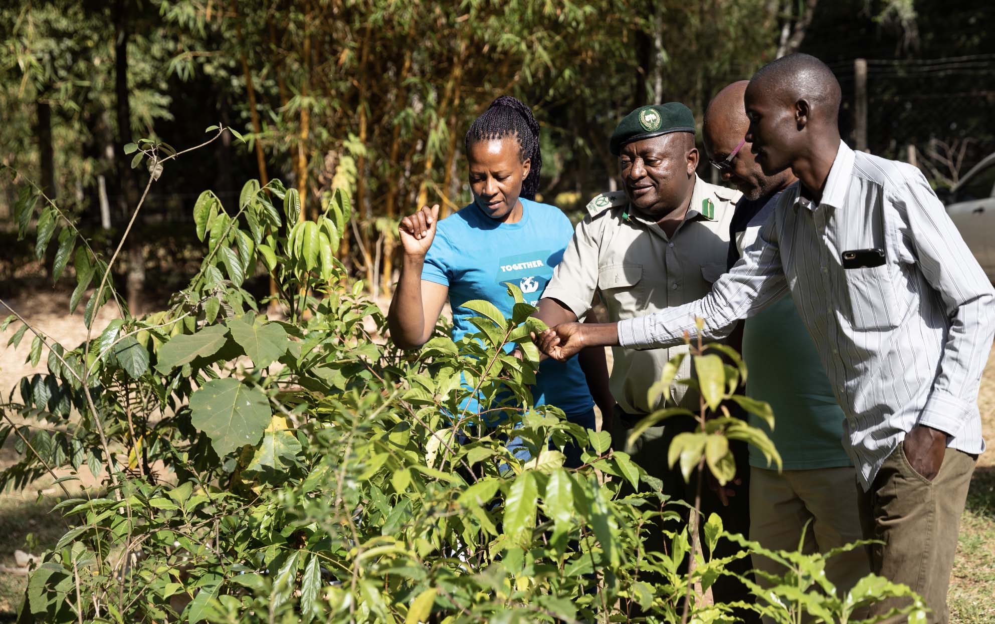 Four people assess lush foliage on a sunny day with even more trees present in the background.