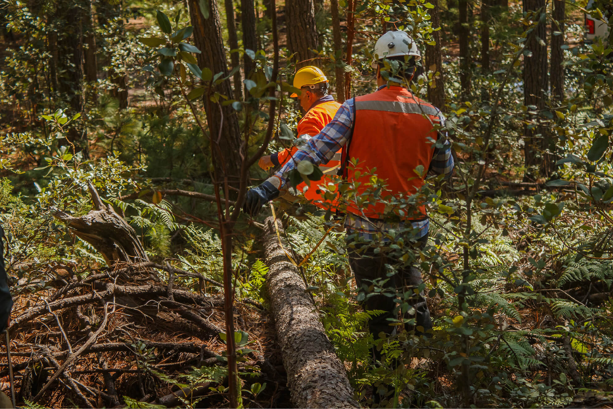 Two men wearing protective equipment walk beside a fallen log in a forest.