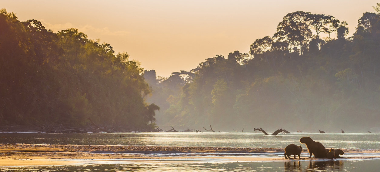 wide angle shot of amazon river at sunset with two capybaras on the right