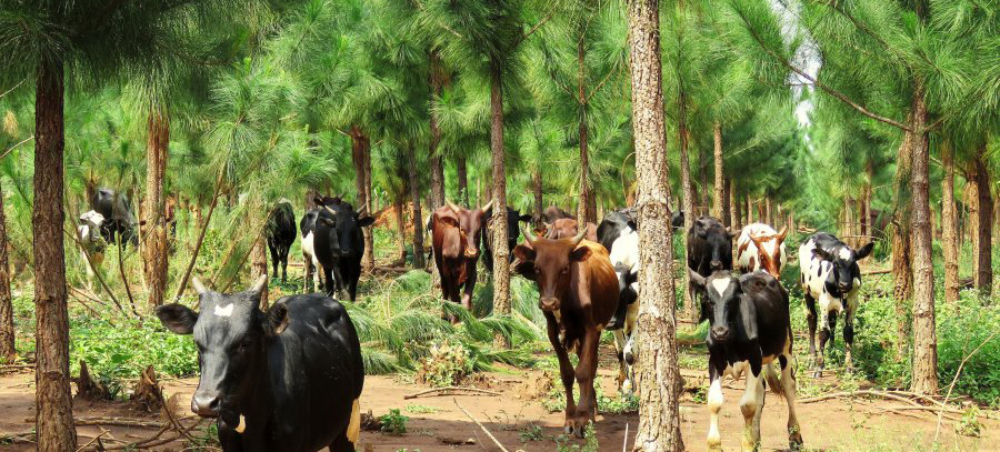 cattle in plantation forest in Uganda